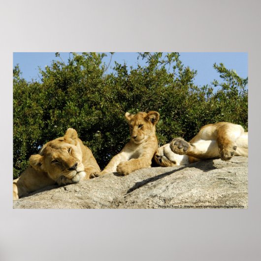 Lion Cub Poster (Vorne)