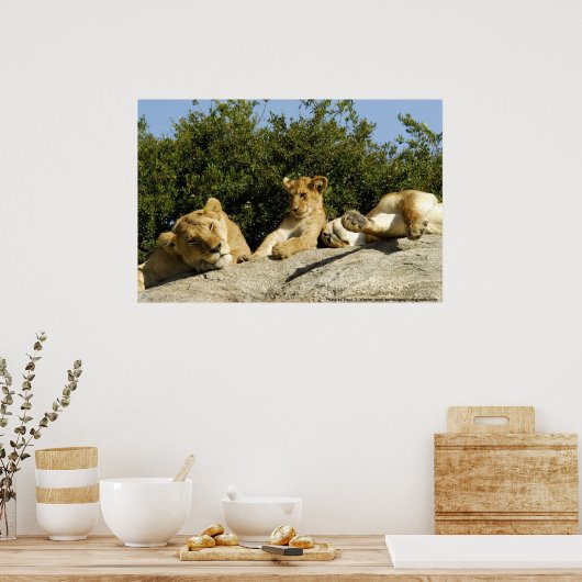 Lion Cub Poster (Küche)