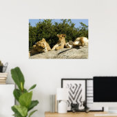 Lion Cub Poster (Heimbüro)