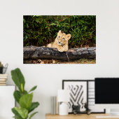 Lion Cub Poster (Heimbüro)