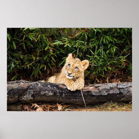 Lion Cub Poster (Vorne)