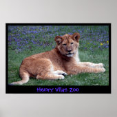 LION CUB POSTER (Vorne)