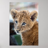 Lion Cub Poster (Vorne)