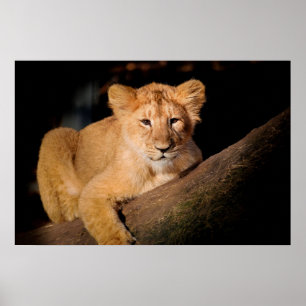 Lion Cub Poster