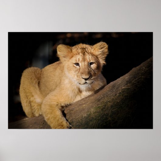Lion Cub Poster (Vorne)