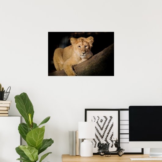 Lion Cub Poster (Heimbüro)