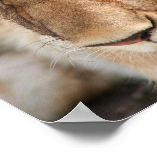 Lion Cub Poster (Ecke)