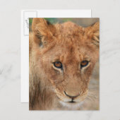 Lion Cub Postkarte (Vorne/Hinten)
