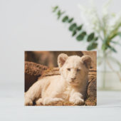 Lion Cub Postkarte (Stehend Vorderseite)