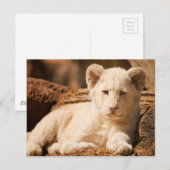 Lion Cub Postkarte (Vorne/Hinten)
