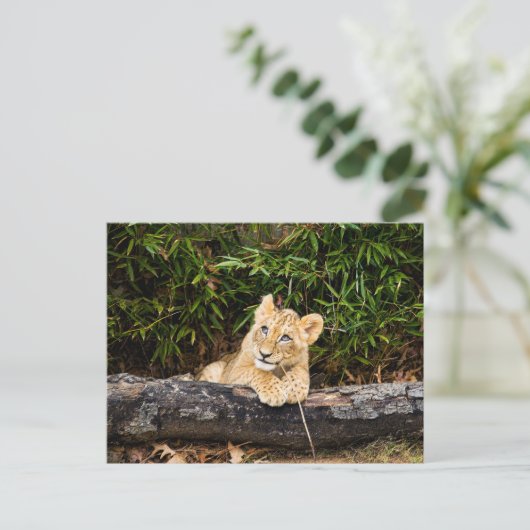 Lion Cub Postkarte (Stehend Vorderseite)