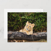 Lion Cub Postkarte (Vorne/Hinten)