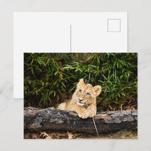 Lion Cub Postkarte (Vorne/Hinten)