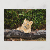 Lion Cub Postkarte (Vorderseite)