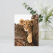 Lion Cub Postkarte (Stehend Vorderseite)