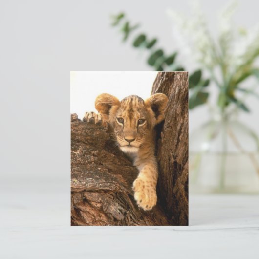 Lion Cub Postkarte (Stehend Vorderseite)