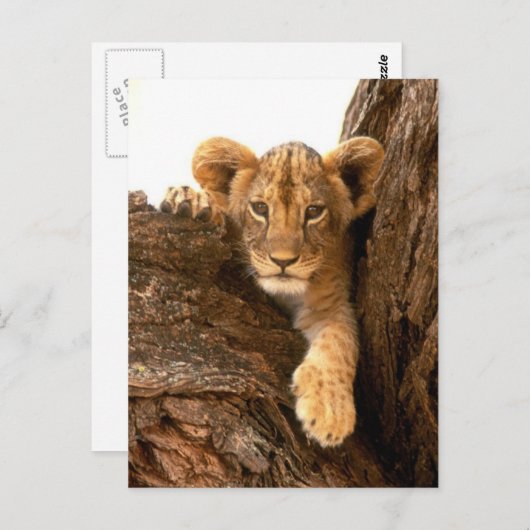 Lion Cub Postkarte (Vorne/Hinten)