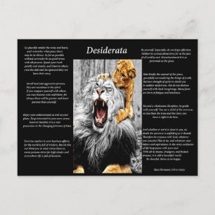Lion Cub Postkarte