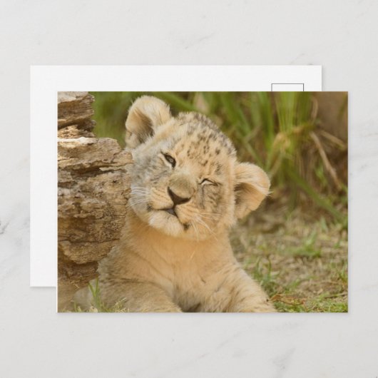 Lion Cub Postkarte (Vorne/Hinten)