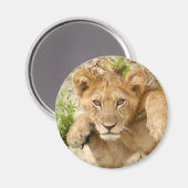 Lion Cub ROUND Magnet (Vorderseite/Rückseite)
