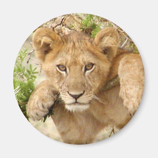 Lion Cub ROUND Magnet (Vorne)