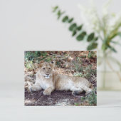 Lion cub ruht auf dem Serengeti Postkarte (Stehend Vorderseite)