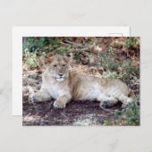 Lion cub ruht auf dem Serengeti Postkarte (Vorne/Hinten)