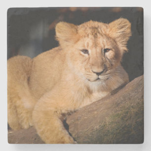 Lion Cub Steinuntersetzer