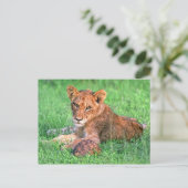 Lion cub und Schildkröte Postkarte (Stehend Vorderseite)
