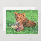 Lion cub und Schildkröte Postkarte (Vorne/Hinten)