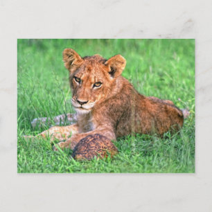 Lion cub und Schildkröte Postkarte