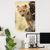 Lion Cub up a tree in Tansania Poster (Heimbüro)
