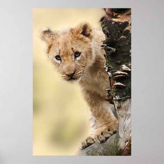 Lion Cub up a tree in Tansania Poster (Vorne)