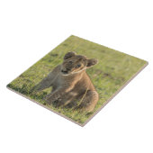 Lion Cube in naturafrikanischer Umgebung Fliese (Seite)