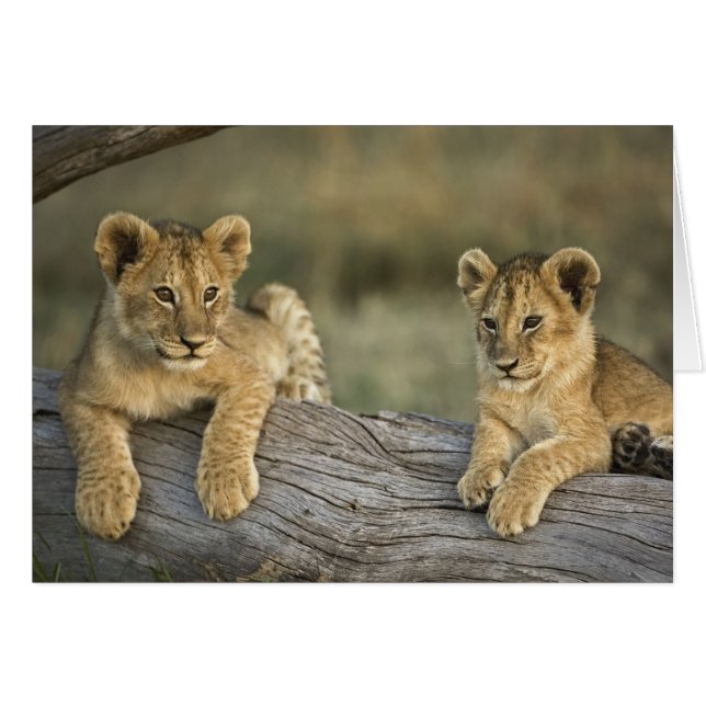 Lion Cubs auf Log (Vorderseite (Horizontal))