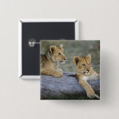 Lion Cubs auf Log Button (Vorne & Hinten)