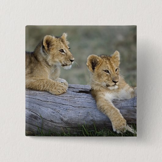 Lion Cubs auf Log Button (Vorderseite)