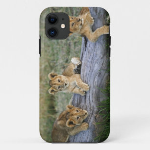 Lion Cubs auf Log iPhone 11 Hülle