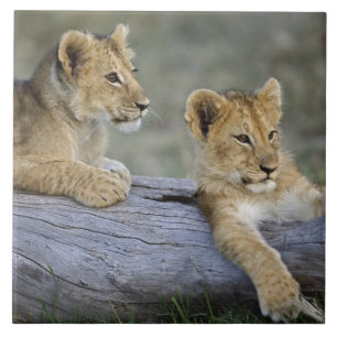 Lion Cubs auf Log Fliese