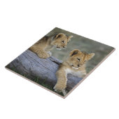 Lion Cubs auf Log Fliese (Seite)
