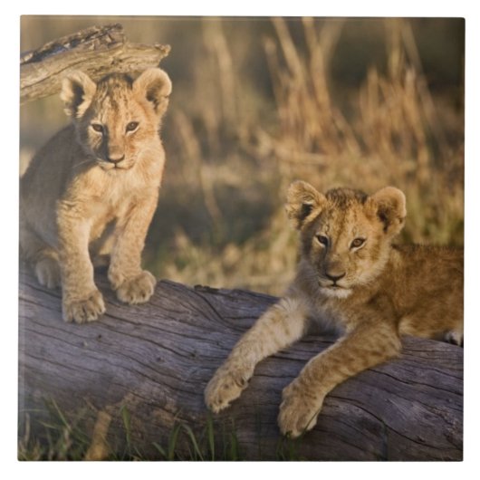Lion Cubs auf Log Fliese (Vorderseite)