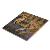 Lion Cubs auf Log Fliese (Seite)