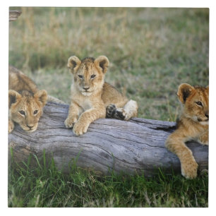Lion Cubs auf Log Fliese