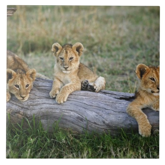 Lion Cubs auf Log Fliese (Vorderseite)