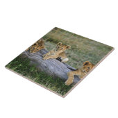 Lion Cubs auf Log Fliese (Seite)