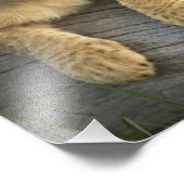 Lion Cubs auf Log Fotodruck (Ecke)