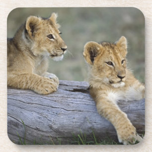 Lion Cubs auf Log Getränkeuntersetzer