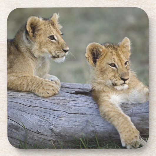 Lion Cubs auf Log Getränkeuntersetzer (Vorderseite)