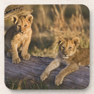 Lion Cubs auf Log Getränkeuntersetzer
