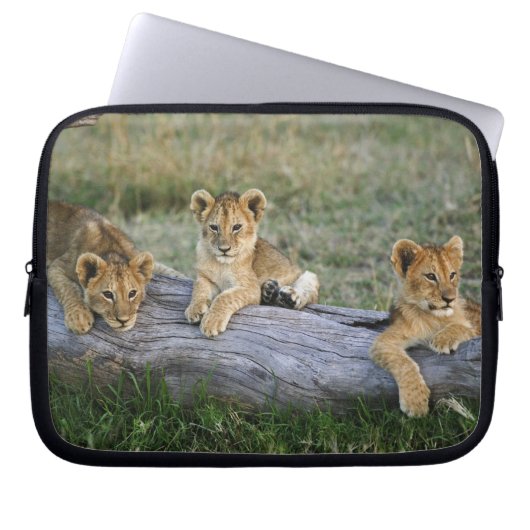 Lion Cubs auf Log Laptopschutzhülle (Vorderseite)